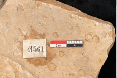 Foto (Detailansicht) von Plantae indet.  (NHMW-GEO-2024-0188-11561)